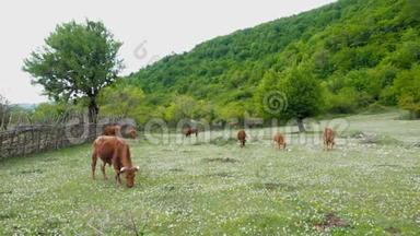 家养牲畜。 奶牛在草地上放牧。 一群牛用三叶草在绿色的田野上放牧。